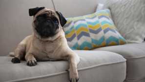 Mops manipulátor našel způsob, jak mě vytáhnout